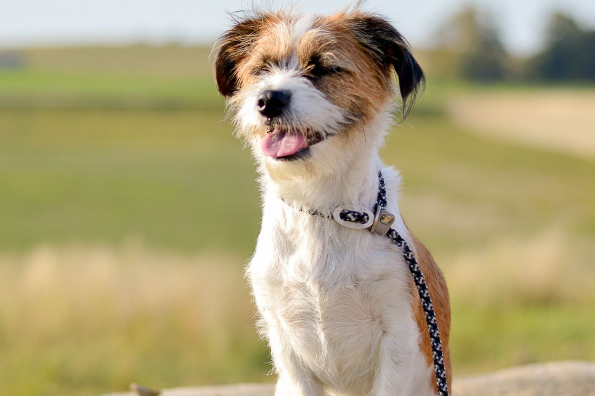 xr:d:DAFuyt-4sjQ:91,j:1447186318719733119,t:23100410 Happy small terrier mix dog with tongue out