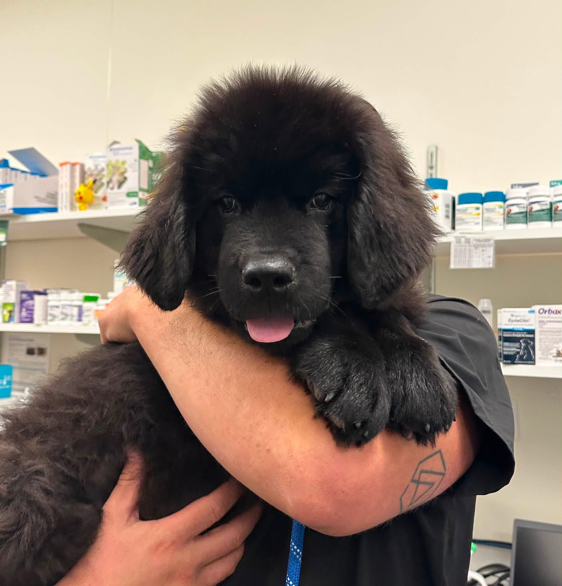 A veterinarian gently examines a dog