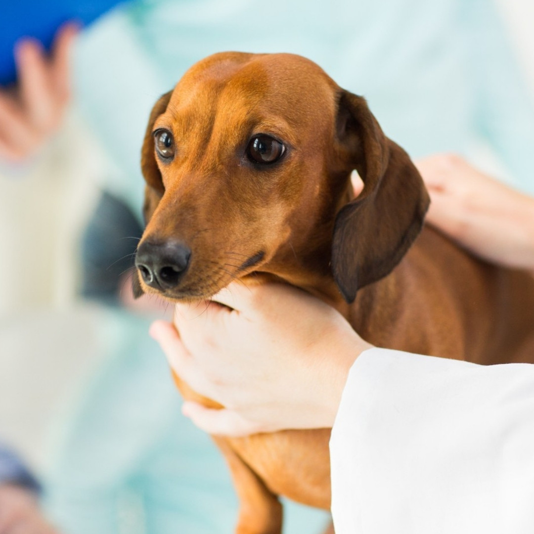 A veterinarian gently examines a dog