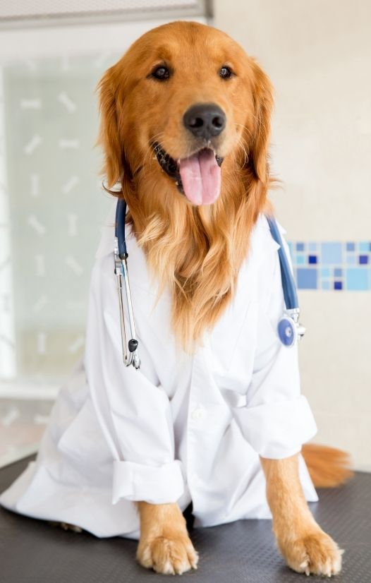 Golden retriever wearing a white veterinarian’s coat and stethoscope