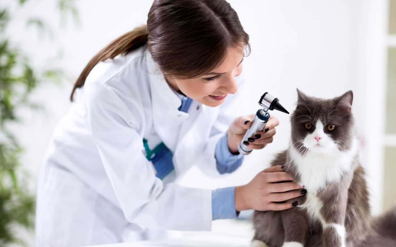 vet staff